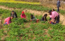 एकै पालिकाका ६४ जनामा क्यान्सर र मिर्गौला रोग